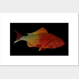 Fish in red and orange Posters and Art